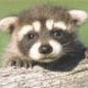 Meet your Posher, Holly